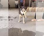 Small Siberian Husky