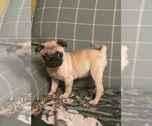 Pug Puppy for sale in ABERDEEN, WA, USA