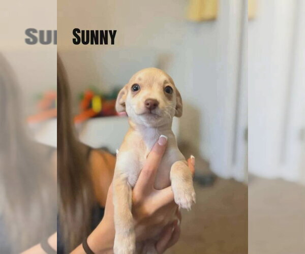Medium Photo #1 Chihuahua-Unknown Mix Puppy For Sale in Aurora, IN, USA
