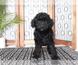Goldendoodle (Miniature) Puppy for sale in NAPLES, FL, USA