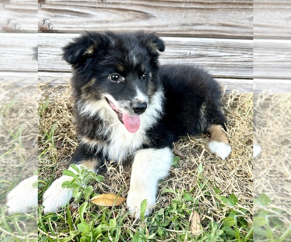 Medium Photo #1 Australian Shepherd Puppy For Sale in ORLANDO, FL, USA