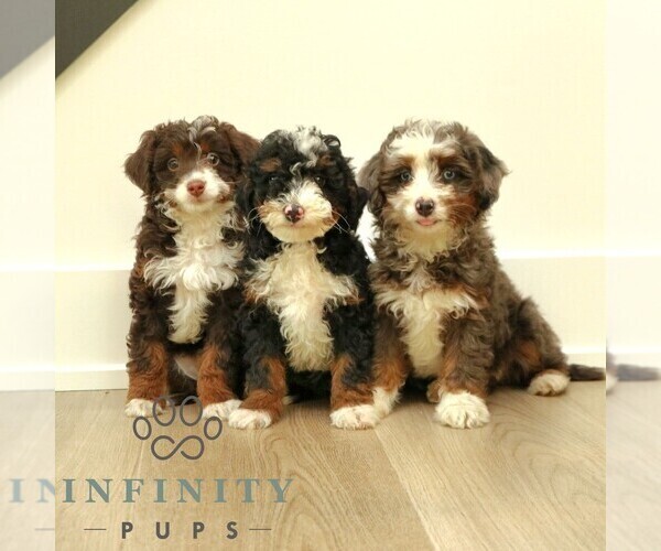 Medium Photo #2 Bernedoodle (Miniature) Puppy For Sale in PARADISE, PA, USA