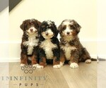 Small #1 Bernedoodle (Miniature)