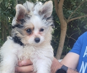 Biewer Terrier Puppy for sale in VERO BEACH, FL, USA