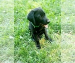Small #1 Labrador Retriever