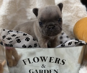French Bulldog Puppy for sale in HICKORY, NC, USA