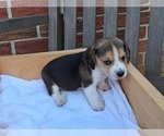 Small #15 Beagle