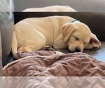 Puppy Upcoming Labrador Retriever