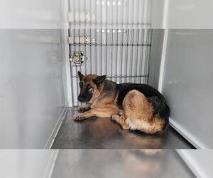German Shepherd Dog Dogs for adoption in Lodi, CA, USA