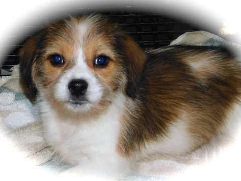 Medium Photo #1 Bea-Tzu Puppy For Sale in HAMMOND, IN, USA