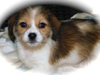 Small Photo #1 Bea-Tzu Puppy For Sale in HAMMOND, IN, USA