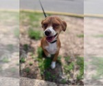 Small Photo #2 Chihuahua-Unknown Mix Puppy For Sale in Minneapolis, MN, USA