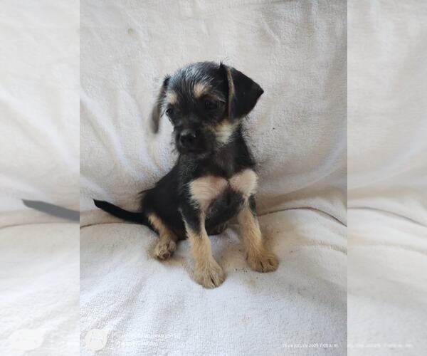 Medium Photo #3 Chihuahua-Unknown Mix Puppy For Sale in Arlington, WA, USA