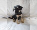 Small #2 Chihuahua Mix