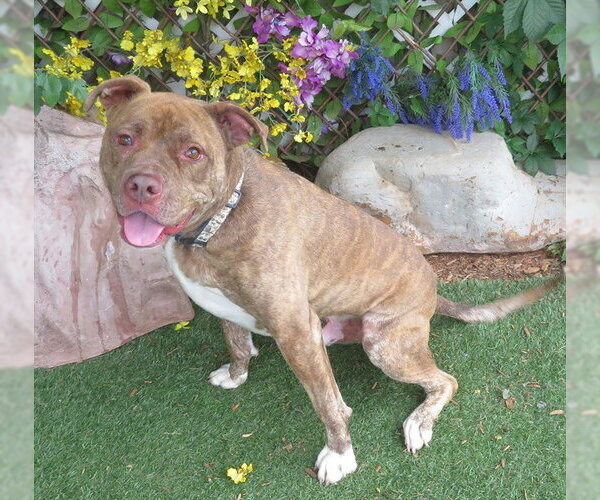 Medium Photo #2 Mutt Puppy For Sale in Oklahoma City, OK, USA
