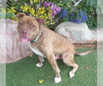 Small Photo #2 Mutt Puppy For Sale in Oklahoma City, OK, USA
