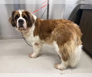 Saint Bernard Dogs for adoption in Fairbanks, AK, USA