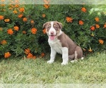 Small #7 Border Collie-Bordoodle Mix
