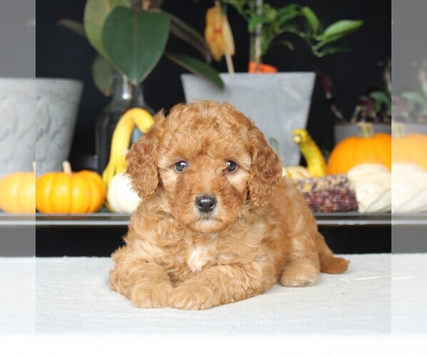 Medium Photo #1 Goldendoodle (Miniature) Puppy For Sale in AUGUSTA, WV, USA