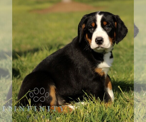 Medium Photo #1 Greater Swiss Mountain Dog Puppy For Sale in RONKS, PA, USA