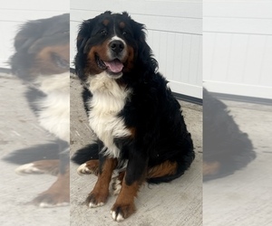 Father of the Bernese Mountain Dog puppies born on 02/06/2023