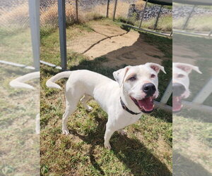 Murphy - Male American Pit Bull Terrier-Unknown Mix Dog for Adoption - Photo #2