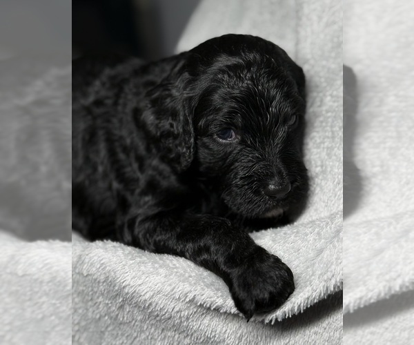 Medium Photo #21 Goldendoodle Puppy For Sale in HOWARD CITY, MI, USA