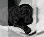 Small Photo #21 Goldendoodle Puppy For Sale in HOWARD CITY, MI, USA