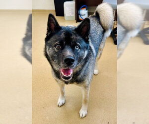 Akita-Huskies Mix Dogs for adoption in Derwood, MD, USA