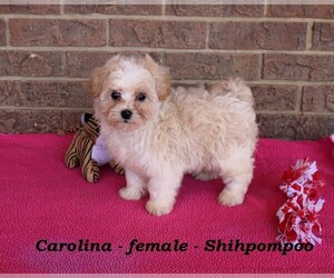 ShihPoo Puppy for Sale in CLARKRANGE, Tennessee USA