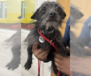 Toxirn Dogs for adoption in Forestville, MD, USA