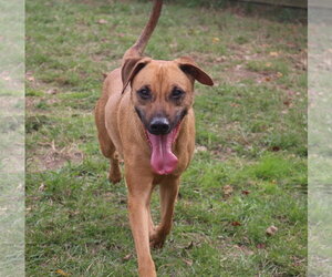 Pecan Pinwheel - Male Black Mouth Cur-Carolina Dog Mix Dog for Adoption - Photo #3