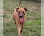 Small Photo #3 Black Mouth Cur-Carolina Dog Mix Puppy For Sale in Jackson, MS, USA