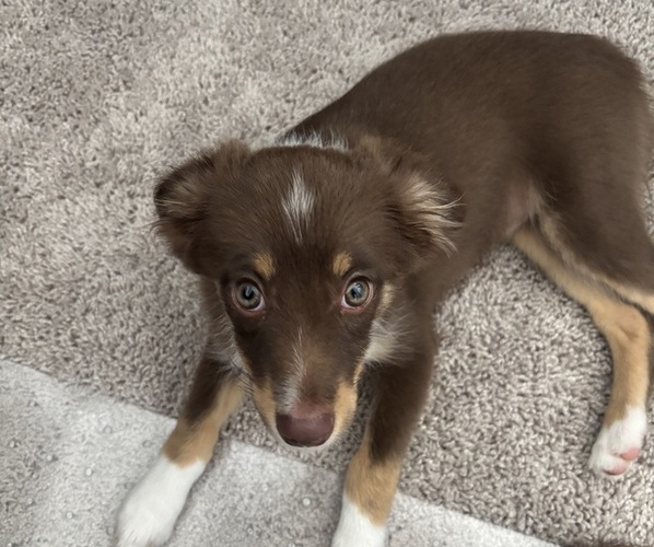 Medium Photo #3 Miniature Australian Shepherd Puppy For Sale in HUTTO, TX, USA