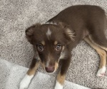 Small #2 Miniature Australian Shepherd