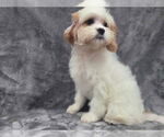 Small #5 Cavapoo