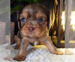 Puppy Puppy 5 Cavalier King Charles Spaniel