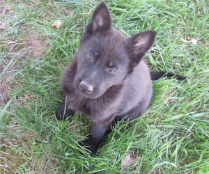 German Shepherd Dog Puppy for sale in COLUMBUS, NE, USA