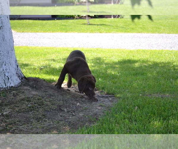 Medium Photo #12 Labrador Retriever Puppy For Sale in GREENWOOD, WI, USA