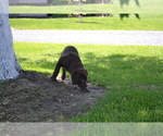 Small Photo #12 Labrador Retriever Puppy For Sale in GREENWOOD, WI, USA