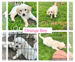 Puppy Orange Boy Golden Retriever