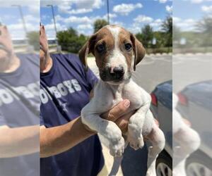 Mutt Dogs for adoption in San Antonio, TX, USA