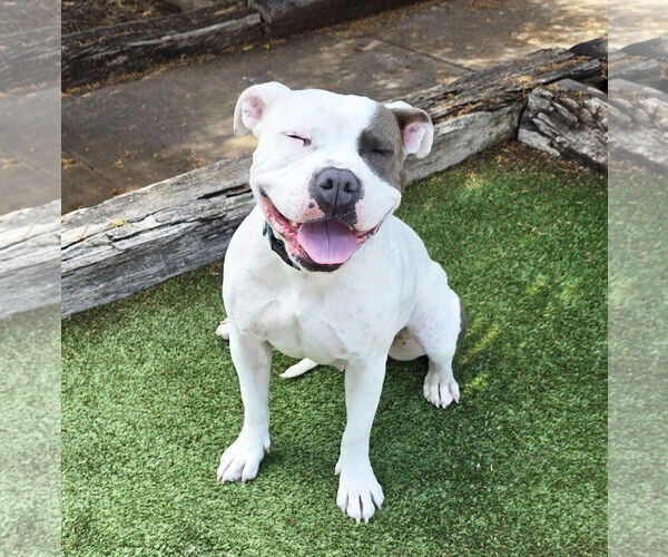 Medium Photo #3 Bulldog Puppy For Sale in Albuquerque, NM, USA