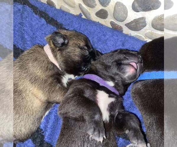 Medium Photo #8 Mutt Puppy For Sale in Imlay City, MI, USA