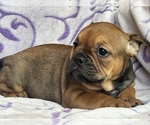 Small #4 English Bulldog-French Bulldog Mix