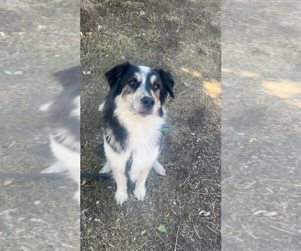 Medium Photo #4 Border Collie-Unknown Mix Puppy For Sale in Salt Lake City, UT, USA