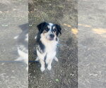 Small #3 Border Collie Mix