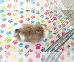 Small #2 Japanese Chin