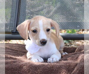 Dachshund-Unknown Mix Dogs for adoption in Bandera, TX, USA