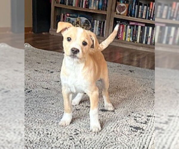 Medium Photo #1 Toxirn Puppy For Sale in Genesee, WI, USA